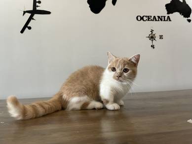 Munchkin Supershort (Female) 1