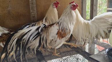 Ayam Phoenix