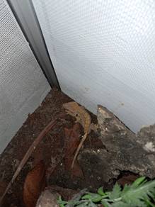 Crested gecko