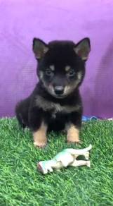 Shiba inu black tan mka