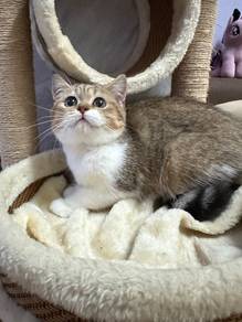 Golden Tabby with White