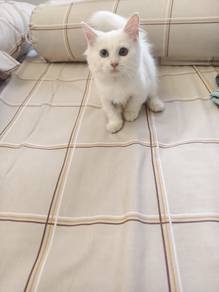 munchkin short leg odd eyes female kitten