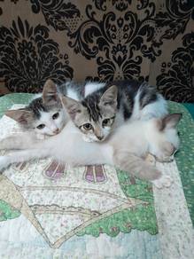 anak kucing