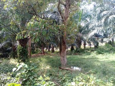 Agricultural Land in Linggi, NSN