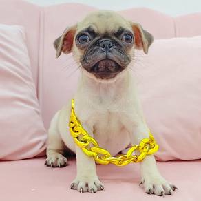 Pug