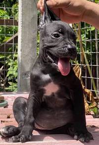 CC9222 Cane Corso black haired puppies dogs
