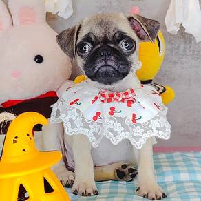Pug