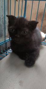 kitten