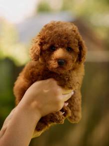 Poodle puppies 