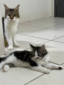 kucing maincoon