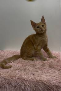 Purebreed mainecoon kitten cat kucing
