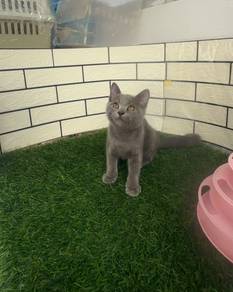 British shorthair kitten