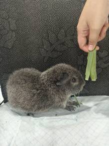 Guinea Pig