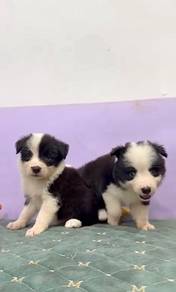 Border collie black white mka microchip