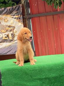 Golden Retriever puppy