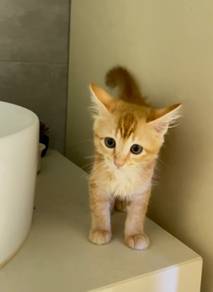 golden orange kitten cat