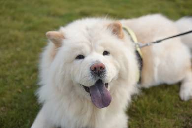 Chow Chow