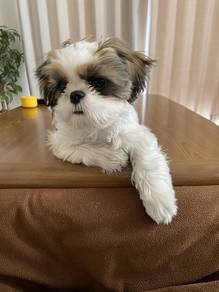 K8877 Bubbly ShihTzu Short Nose Round Face Less Sh