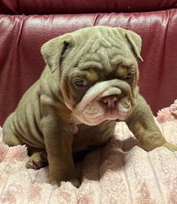 ENGLISH BULLDOG PUPPIES Female C023