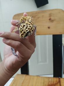 Leopard Gecko jinak & Comel Rm150