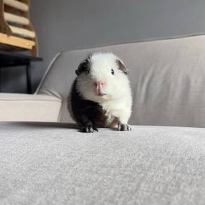 Teddy bear guinea pig tikus belanda arbok