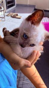 cute kitten