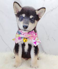 Shiba