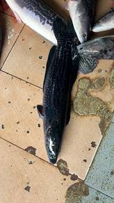 Ikan toman hidup