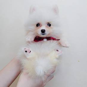 Pomeranian