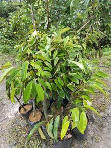 Anak pokok Durian D24 