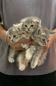 kitten mixed bsh x Scottish fold 