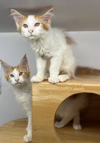 Mainecoon Kitten for sale