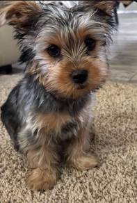 Bright-eyed Silkese Maltese Yokie Silkese Baby Dog