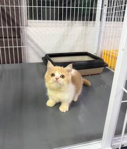 Kucing Munchkin kaki pendek