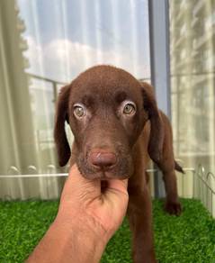Labrador Retriever Puppy