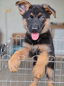 German Shepherd females