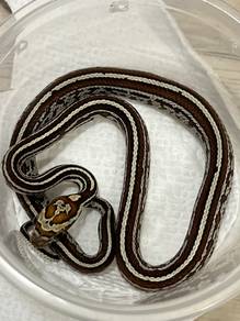 Cornsnake (tessera)