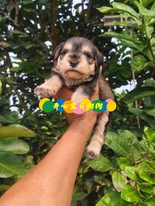 Miniature Schnauzer (M)