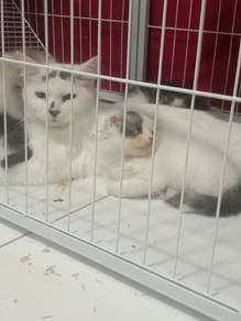ragdoll mix parsi