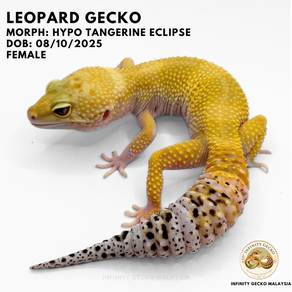 Leopard Gecko Malaysia Hypo Tangerine Eclipse 豹纹守宫