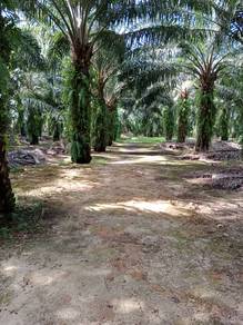 Agricultural Land in Banting, SGR