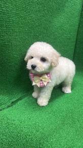 Pure Breed Toy Poodle Puppies (1M1F) 白泰迪等家