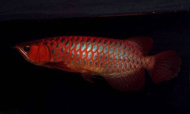 Arowana blood red 14inch 3a quality-wholesale