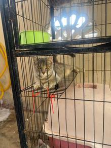 kucing