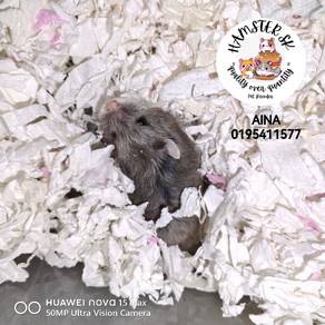 Hamster Roborovski Blue male