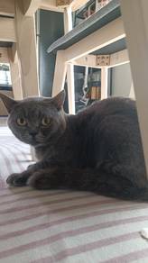 Bsh blue Male +Bsh Bcolor (2) Female 