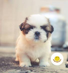 SS9338 Shih Tzu puppies adorable family pet