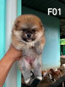 1 Month博美Pomeranian
