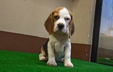 Beagle (Snoopy) female puppy 