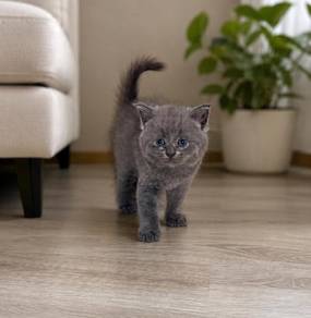 British Shorthair Round Face Male Kitten PROMO
